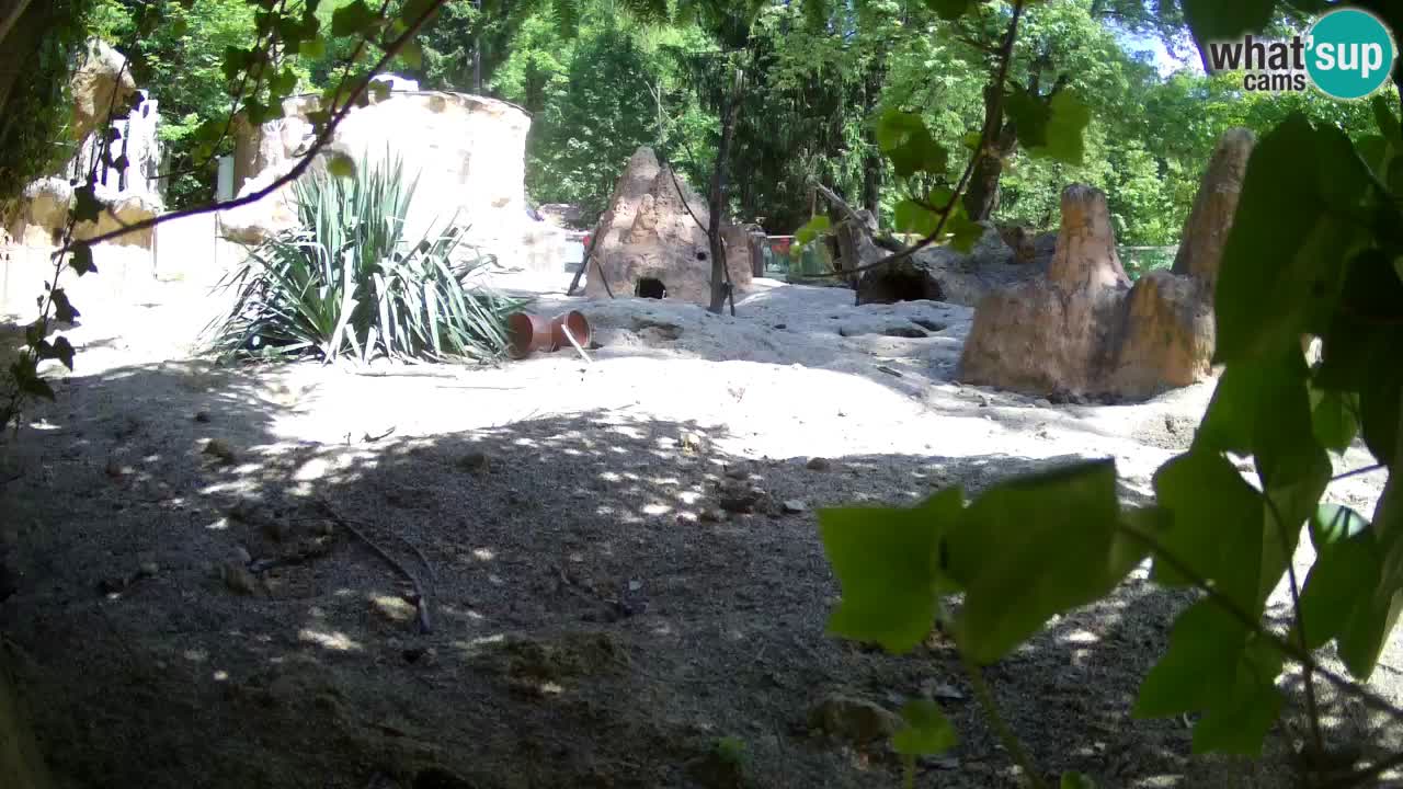 Webcam live Zoo Ljubljana – Suricata
