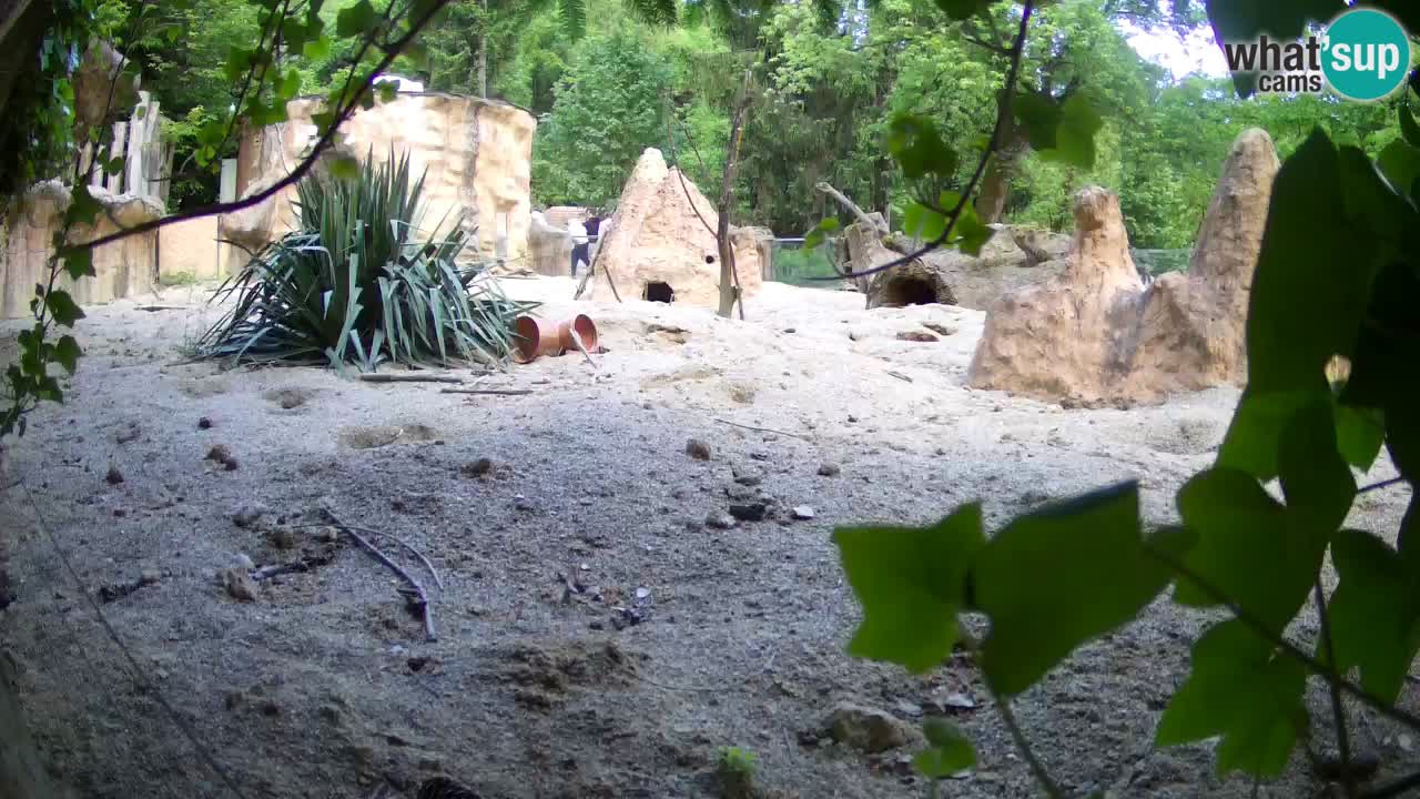 Zoo Ljubljana – Meerkat (Suricata)