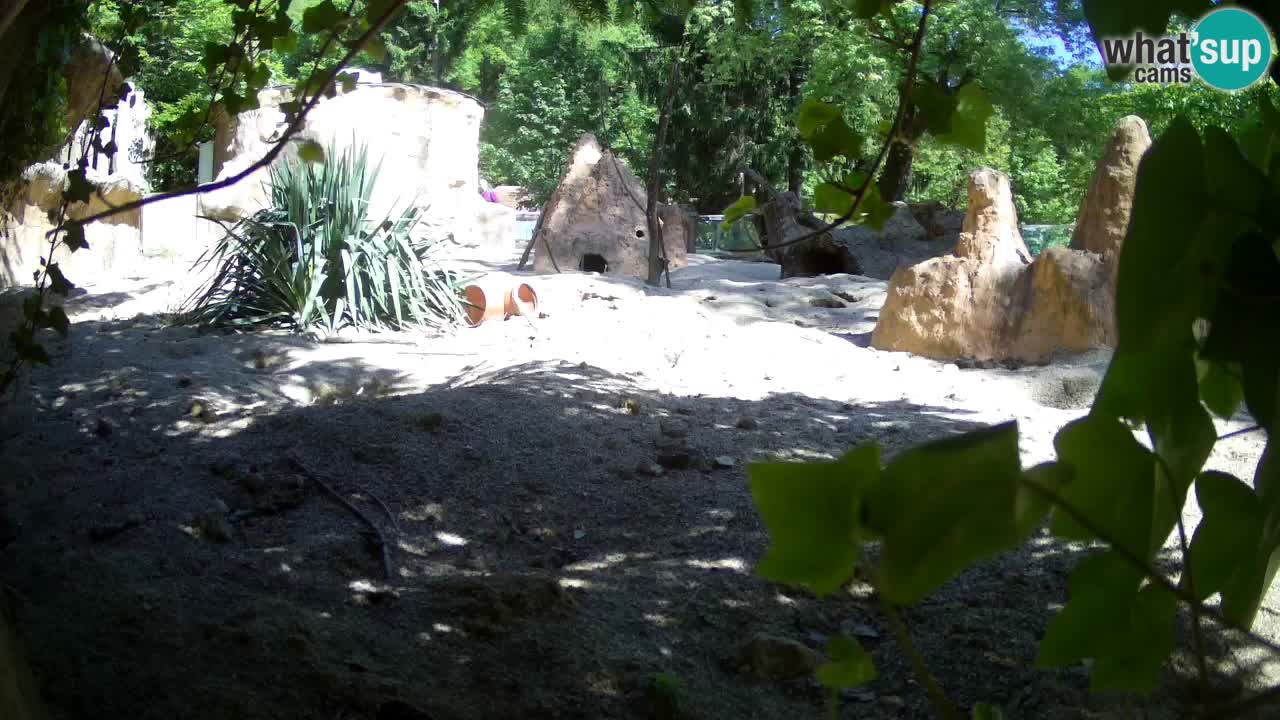 Webcam Zoo Ljubljana – Suricate