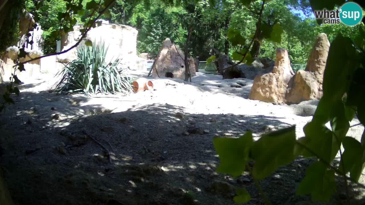 Web kamera Zoo Ljubljana – Merkat