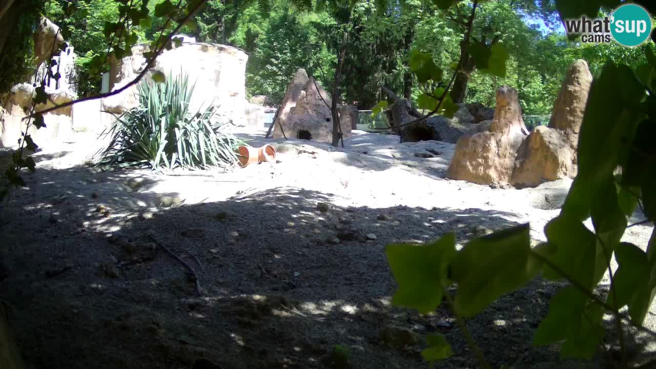 Zoo Ljubljana – Live webcam Meerkat (Suricata)