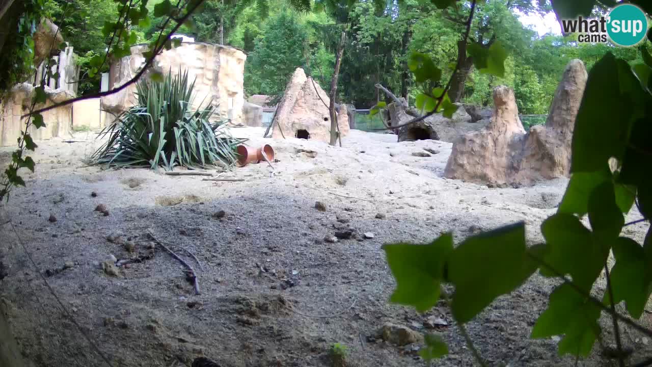 Webcam live Zoo Ljubljana – Suricata