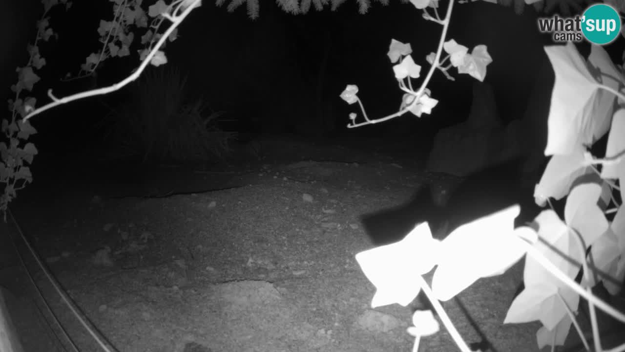 Live cam Zoo Ljubljana – Erdmännchen