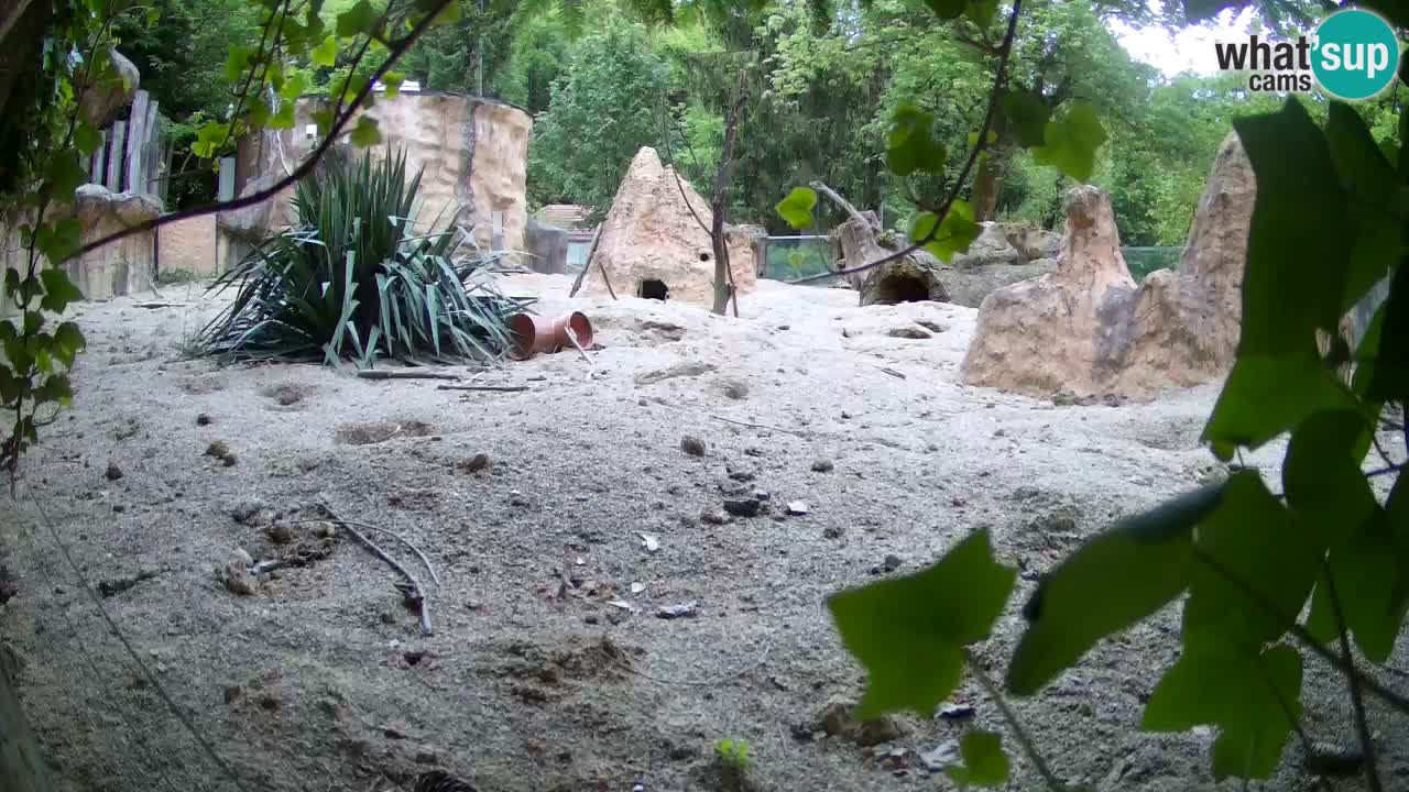 Web kamera Zoo Ljubljana – Merkat