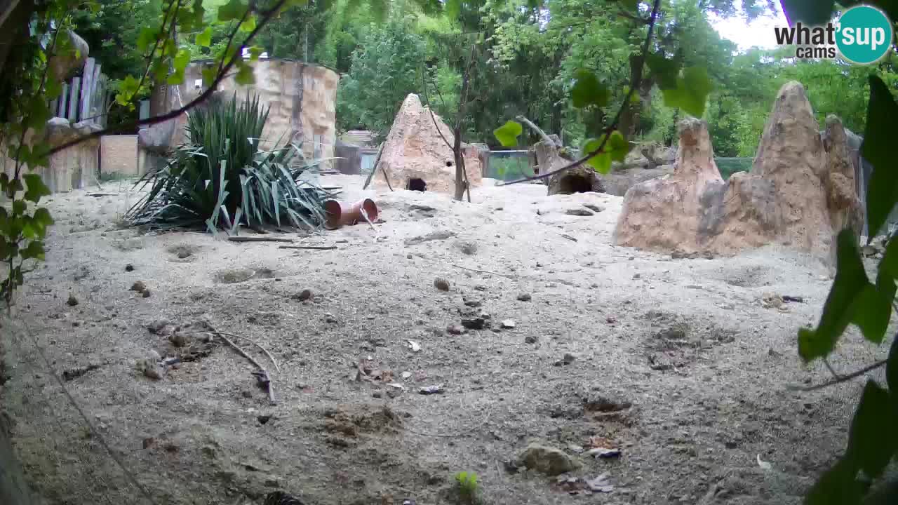 Live cam Zoo Ljubljana – Erdmännchen