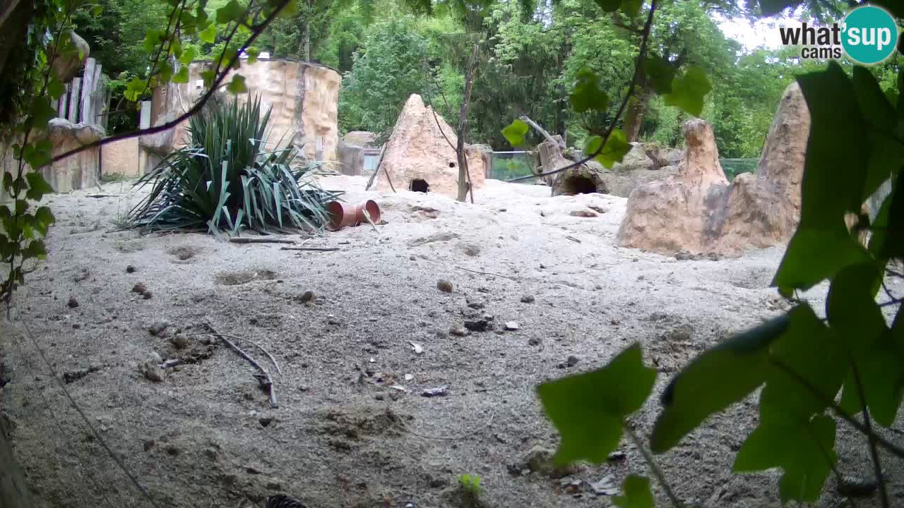 Zoo Ljubljana – Live webcam Meerkat (Suricata)