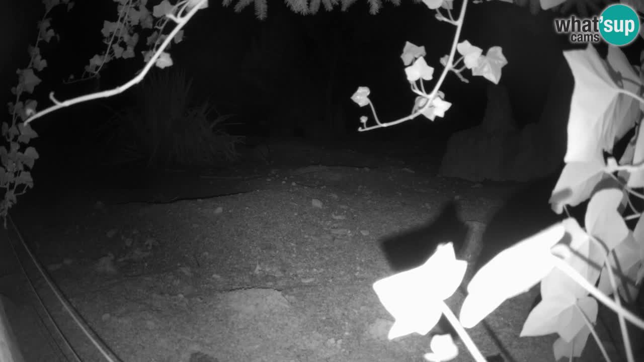Live cam Zoo Ljubljana – Erdmännchen