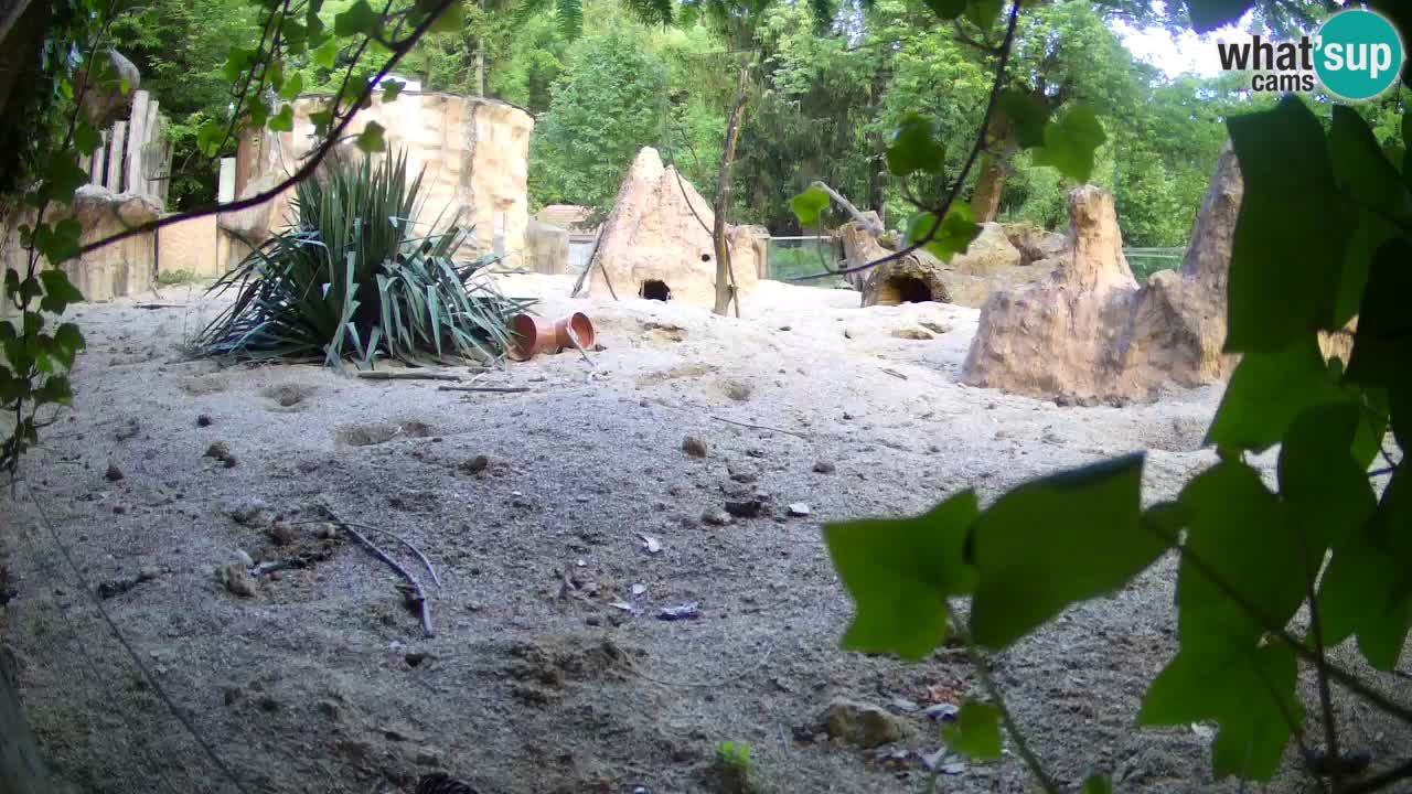 Zoo Ljubljana – Live webcam Meerkat (Suricata)