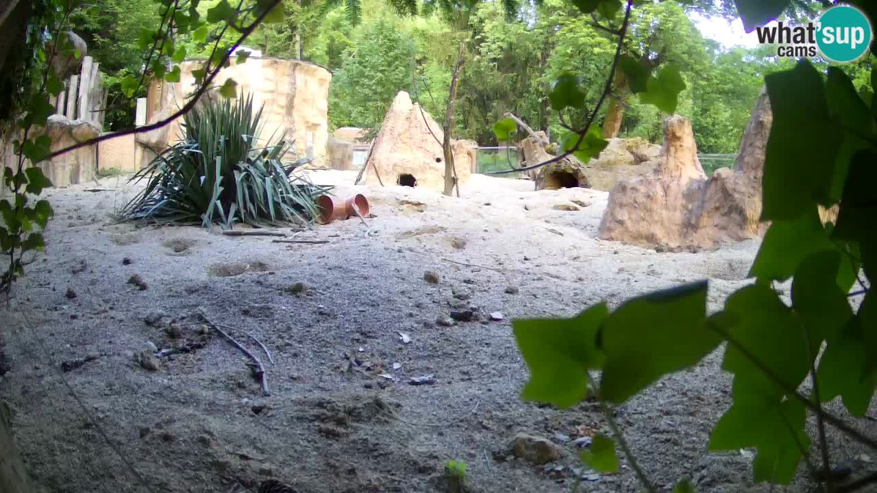 Zoo Ljubljana – Live webcam Meerkat (Suricata)