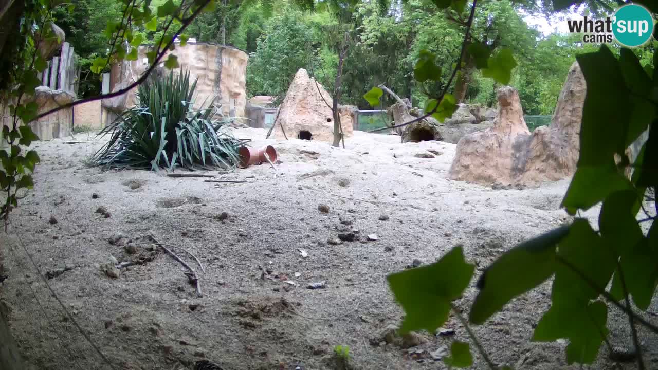 Live cam Zoo Ljubljana – Erdmännchen