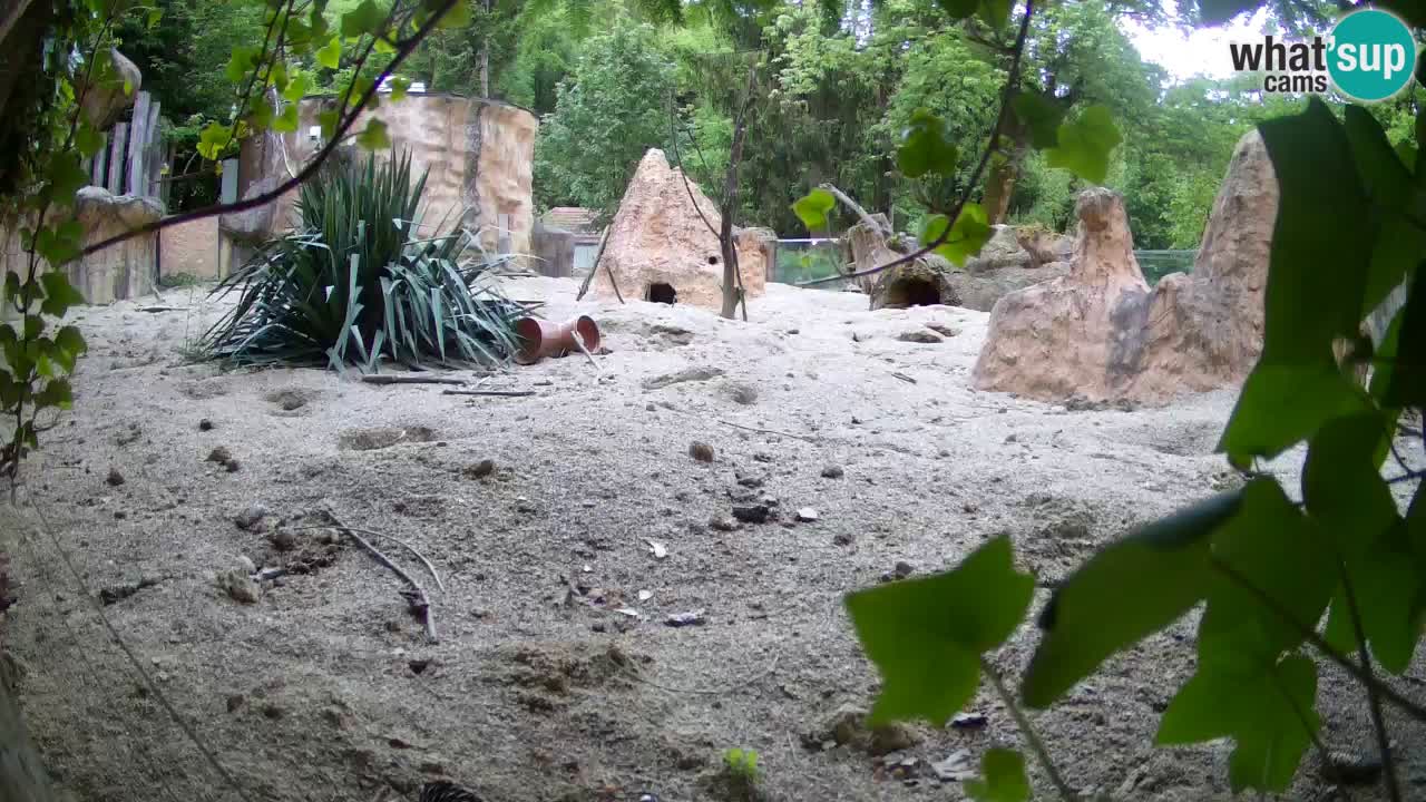 Webcam Zoo Ljubljana – Suricate