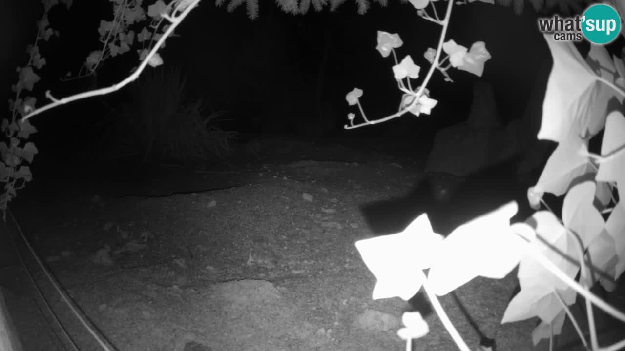 Live cam Zoo Ljubljana – Erdmännchen