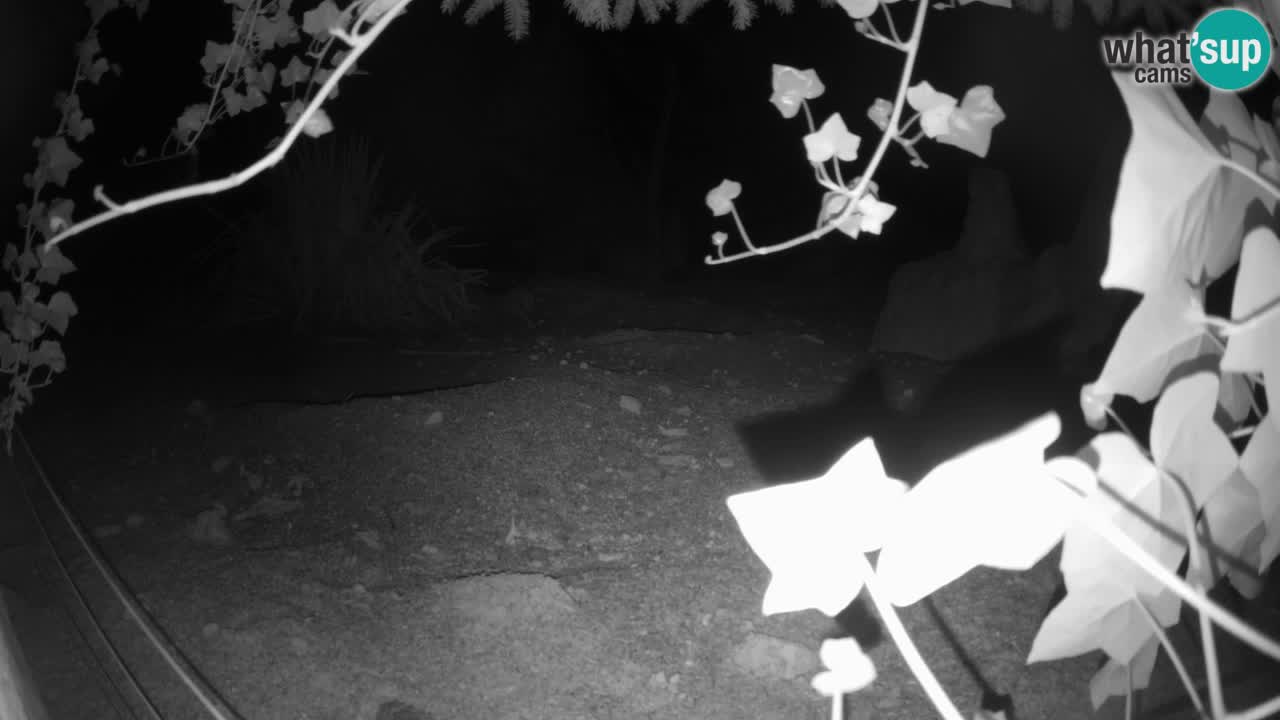 Webcam Zoo Ljubljana – Suricate