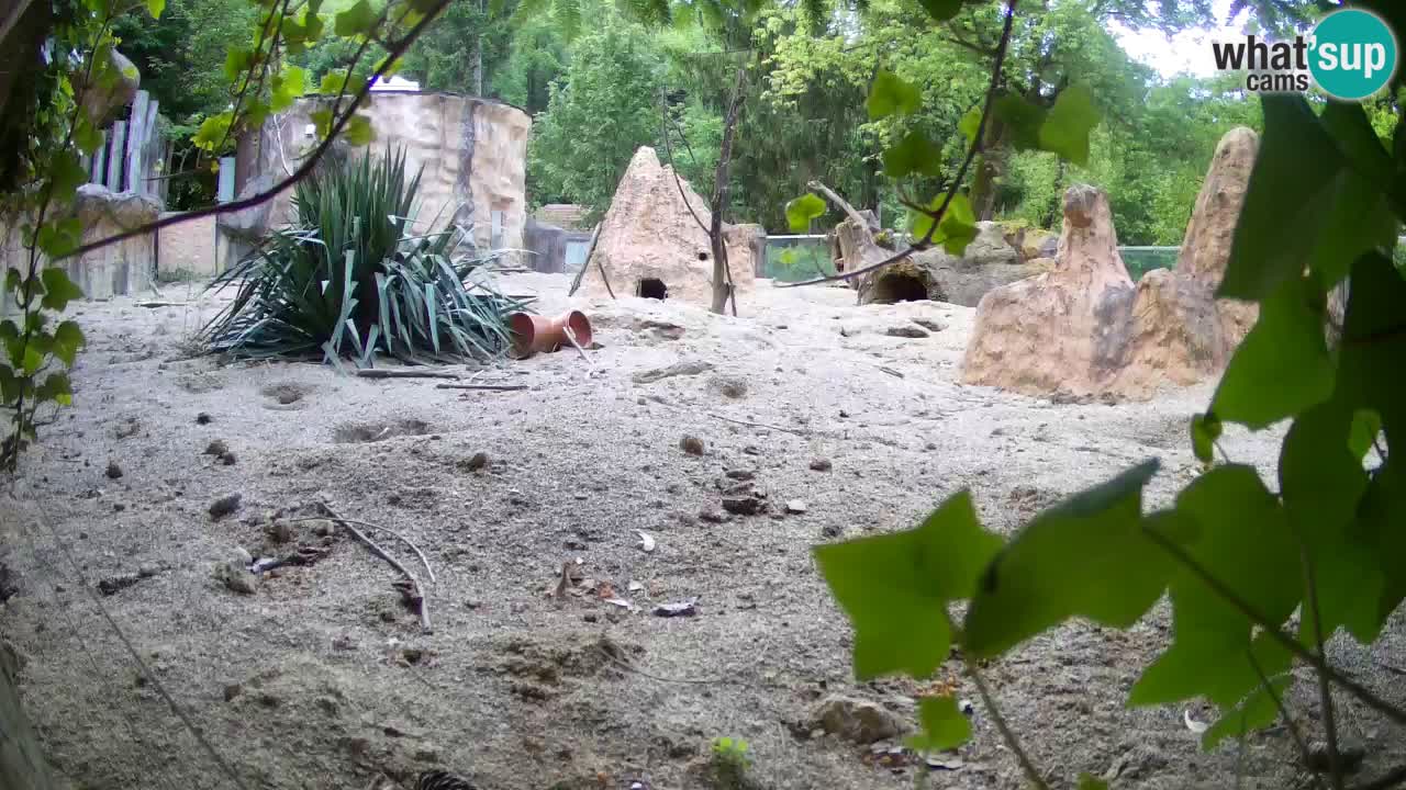 Live cam Zoo Ljubljana – Erdmännchen