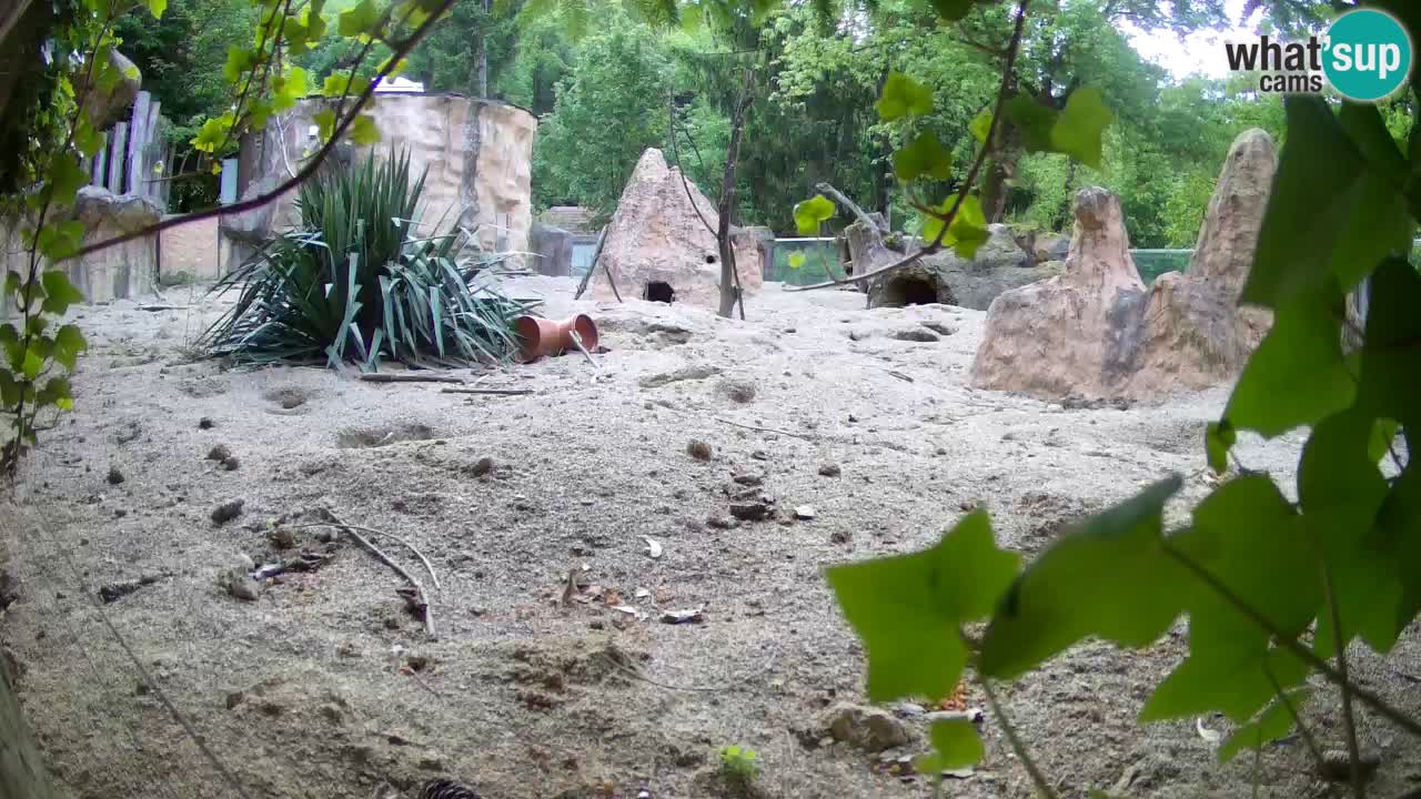 Zoo Ljubljana – Live webcam Meerkat (Suricata)