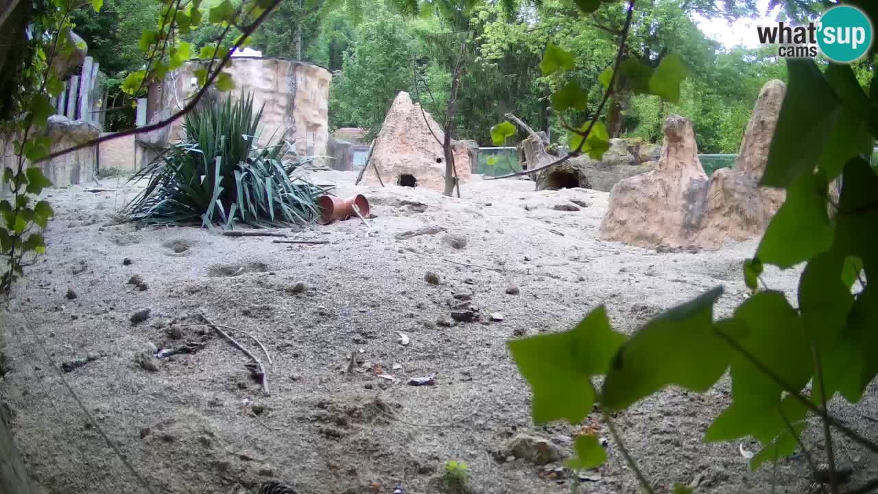 Web kamera Zoo Ljubljana – Merkat