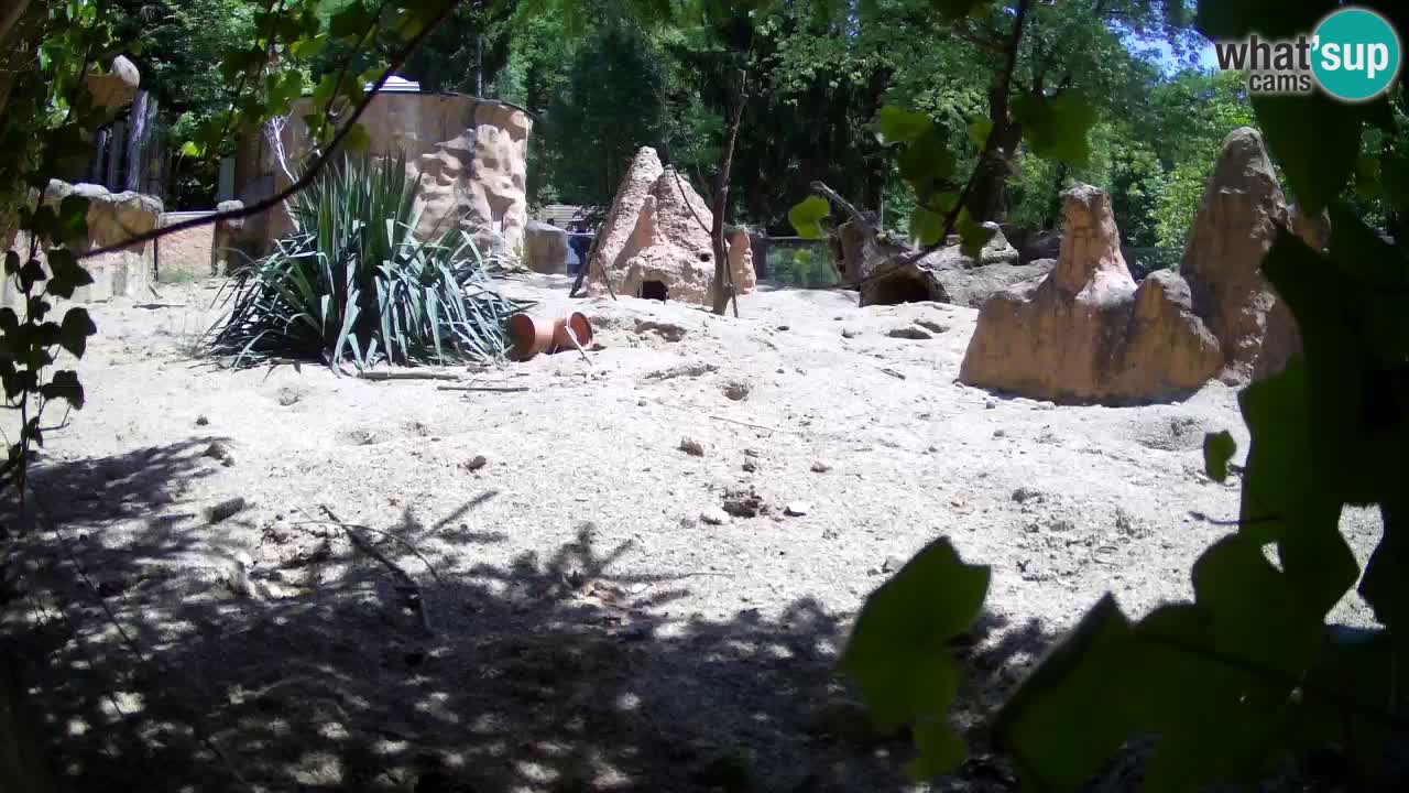 Zoo Ljubljana – Meerkat (Suricata)