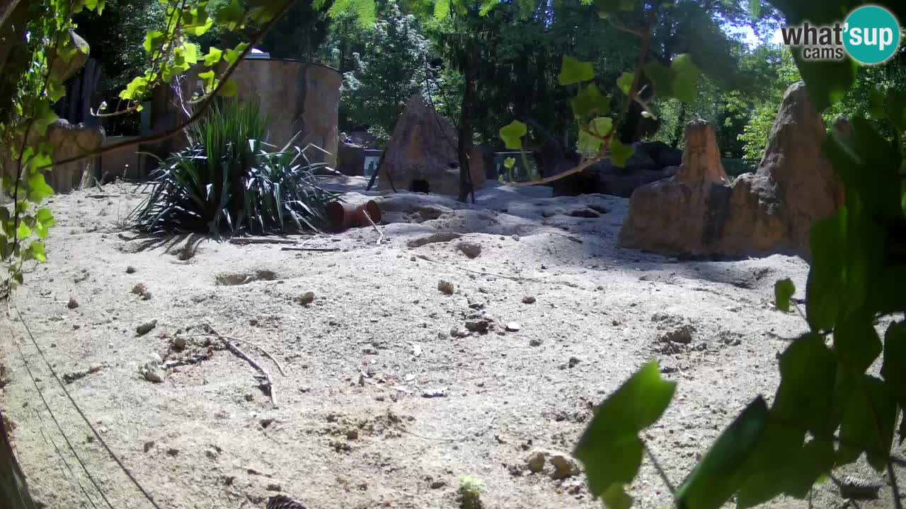 Web kamera Zoo Ljubljana – Merkat