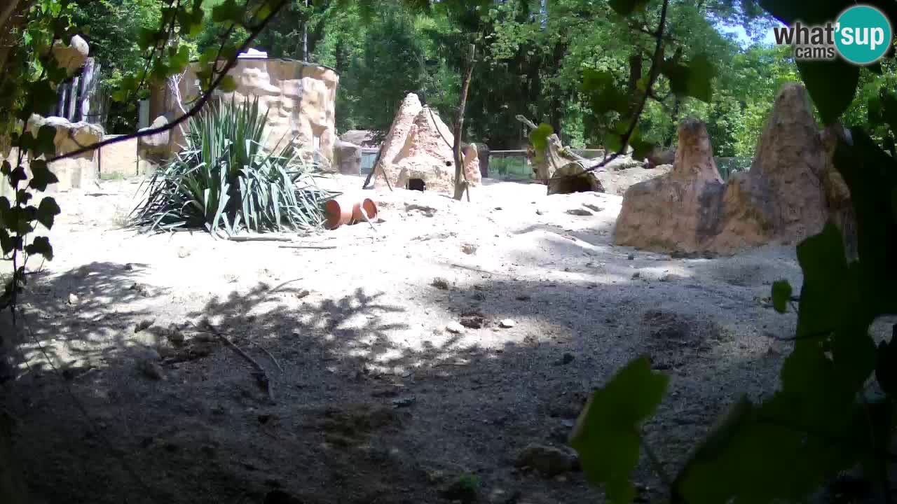 Zoo Ljubljana – Meerkat (Suricata)