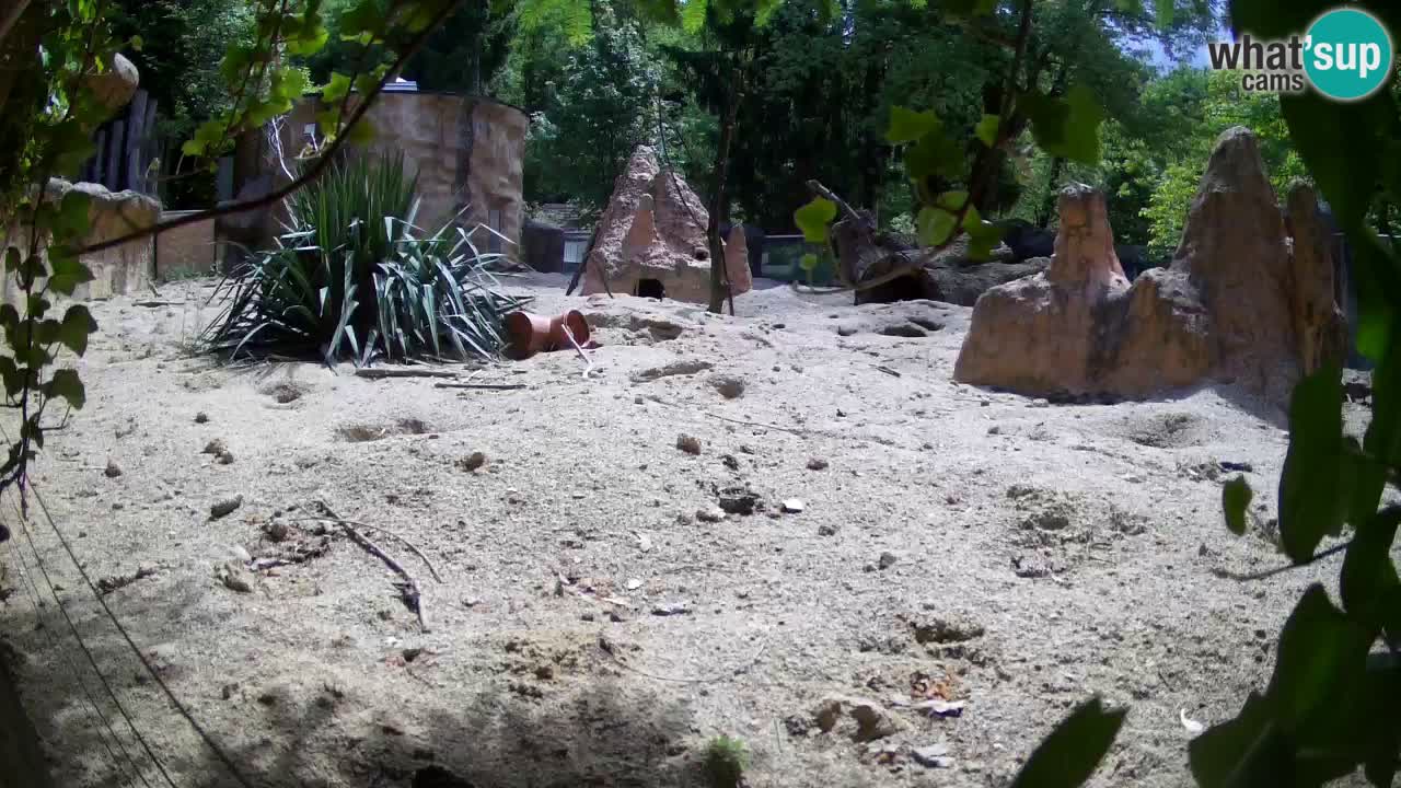 Webcam live Zoo Ljubljana – Suricata