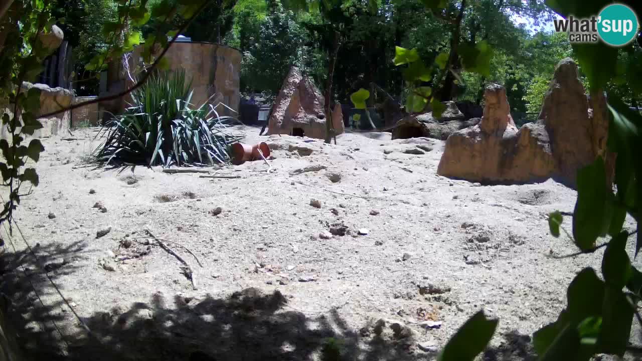 Webcam Zoo Ljubljana – Suricate
