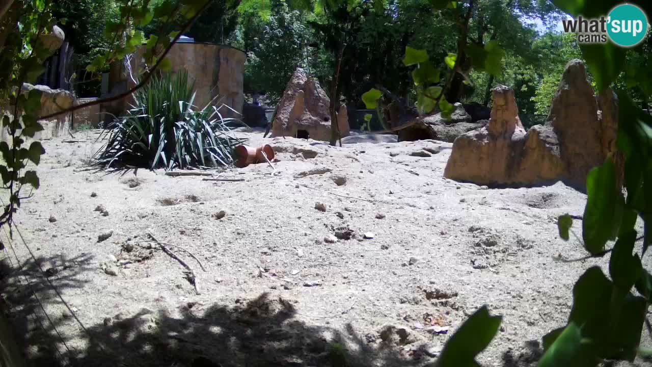 Webcam Zoo Ljubljana – Suricate