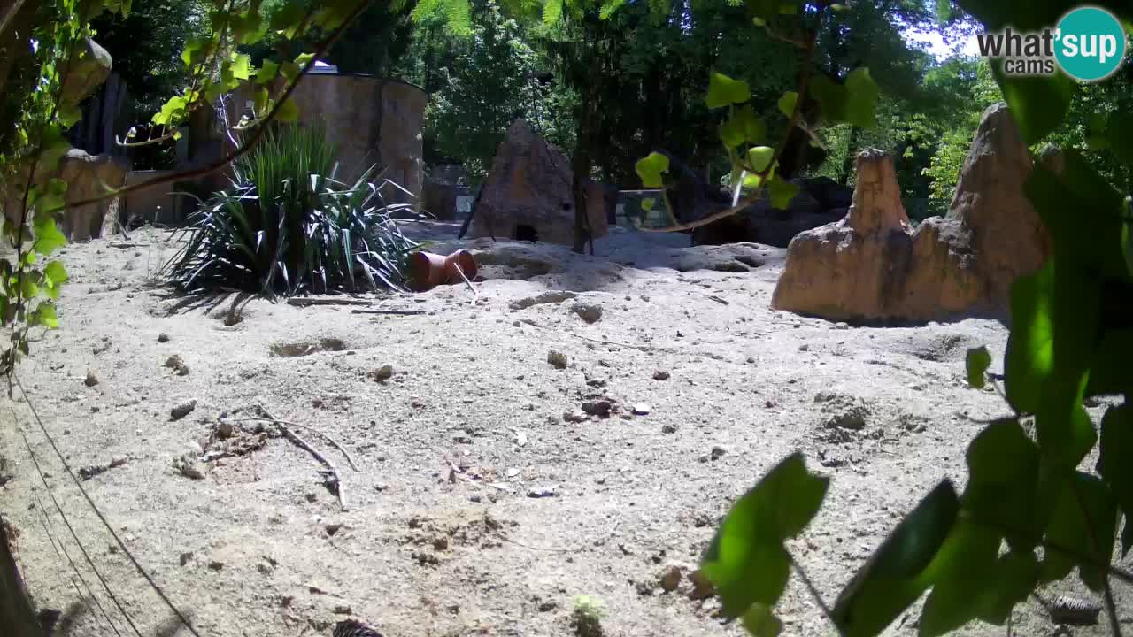 Web kamera Zoo Ljubljana – Merkat