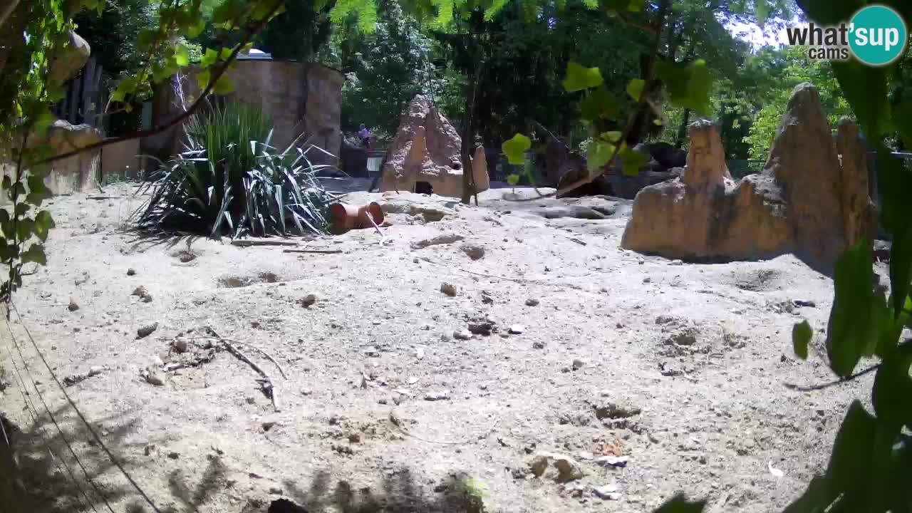 Zoo Ljubljana – Live webcam Meerkat (Suricata)