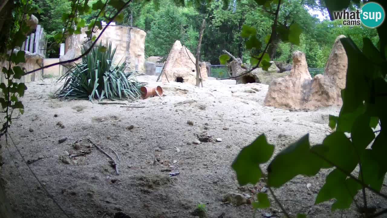 Web kamera Zoo Ljubljana – Merkat