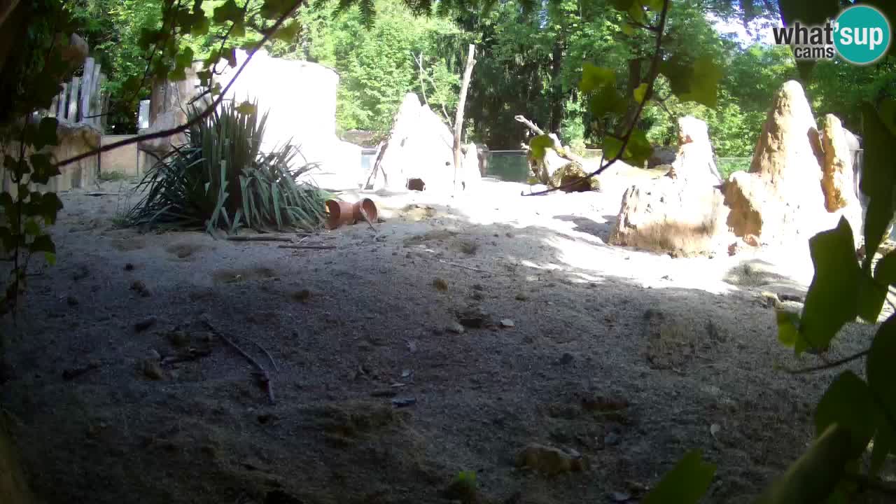 Zoo Ljubljana – Meerkat (Suricata)