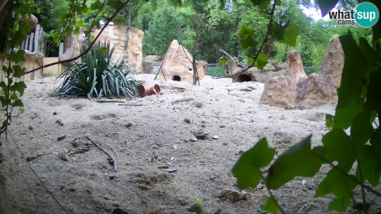 Webcam live Zoo Ljubljana – Suricata