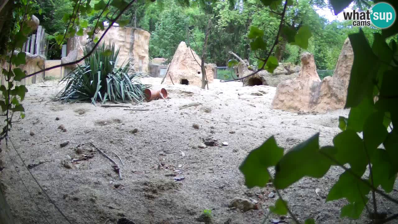 Webcam live Zoo Ljubljana – Suricata