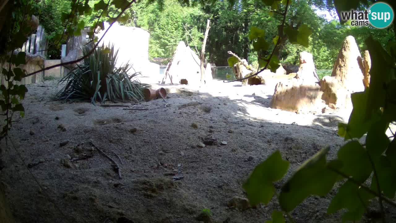 Webcam Zoo Ljubljana – Suricate