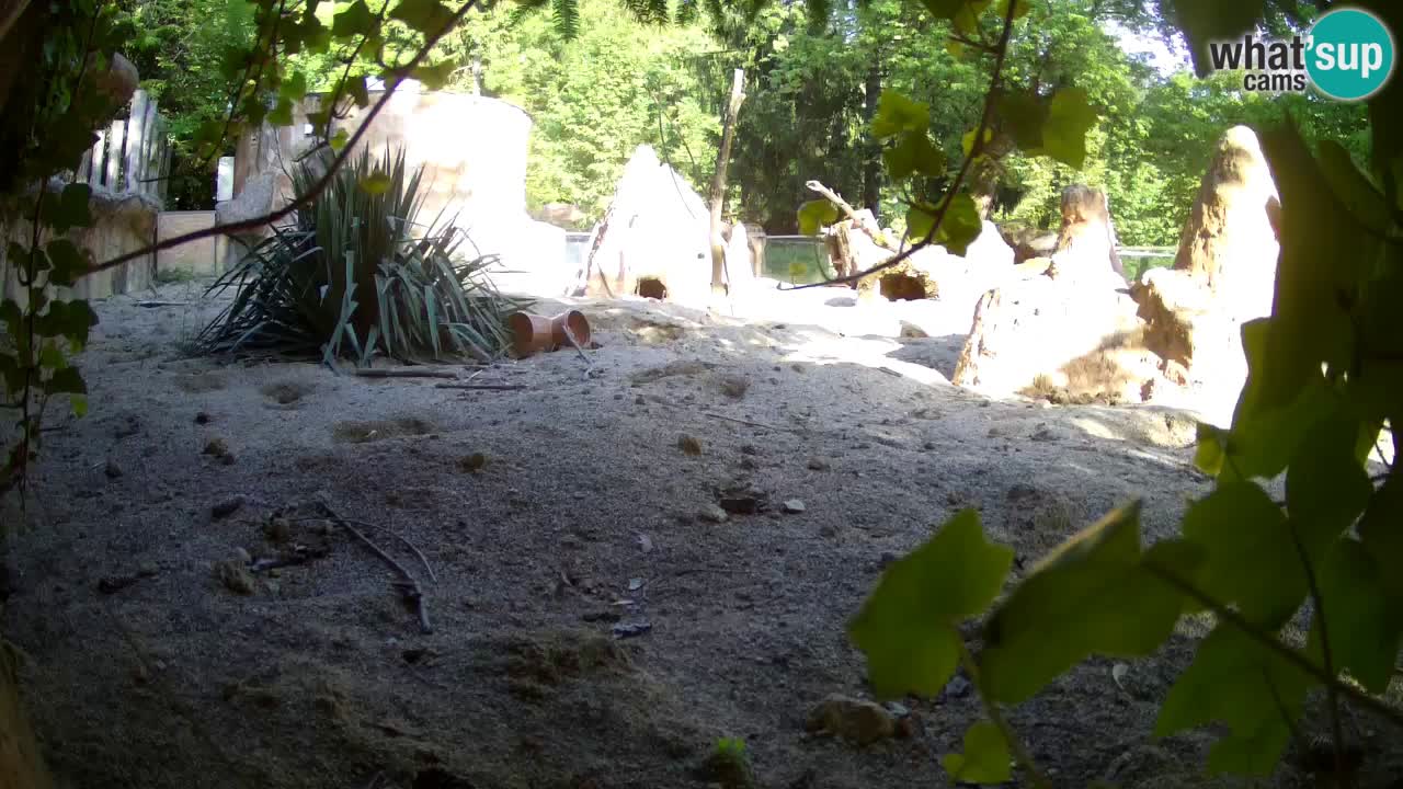 Live cam Zoo Ljubljana – Erdmännchen