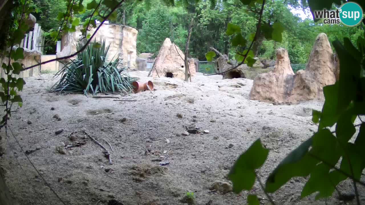 Webcam Zoo Ljubljana – Suricate