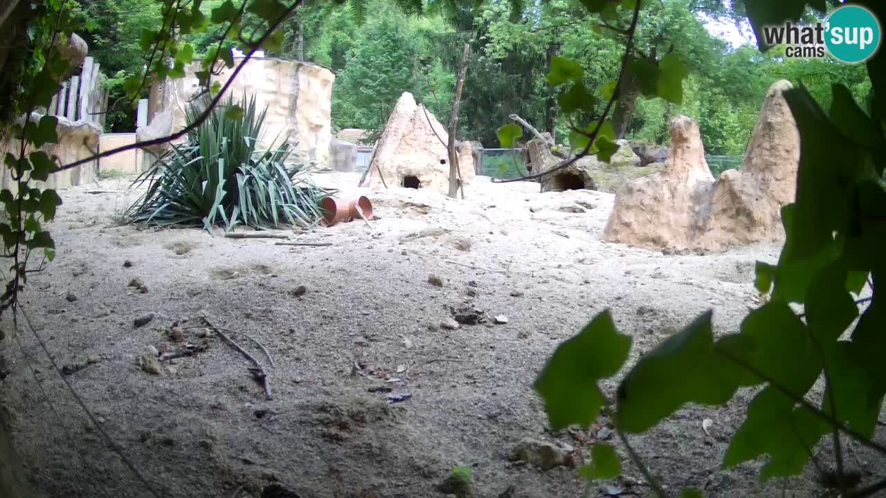 Webcam live Zoo Ljubljana – Suricata