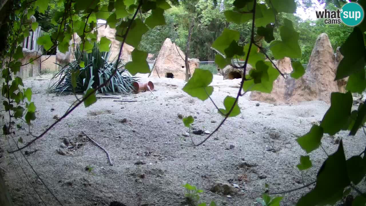 Zoo Ljubljana – Live webcam Meerkat (Suricata)