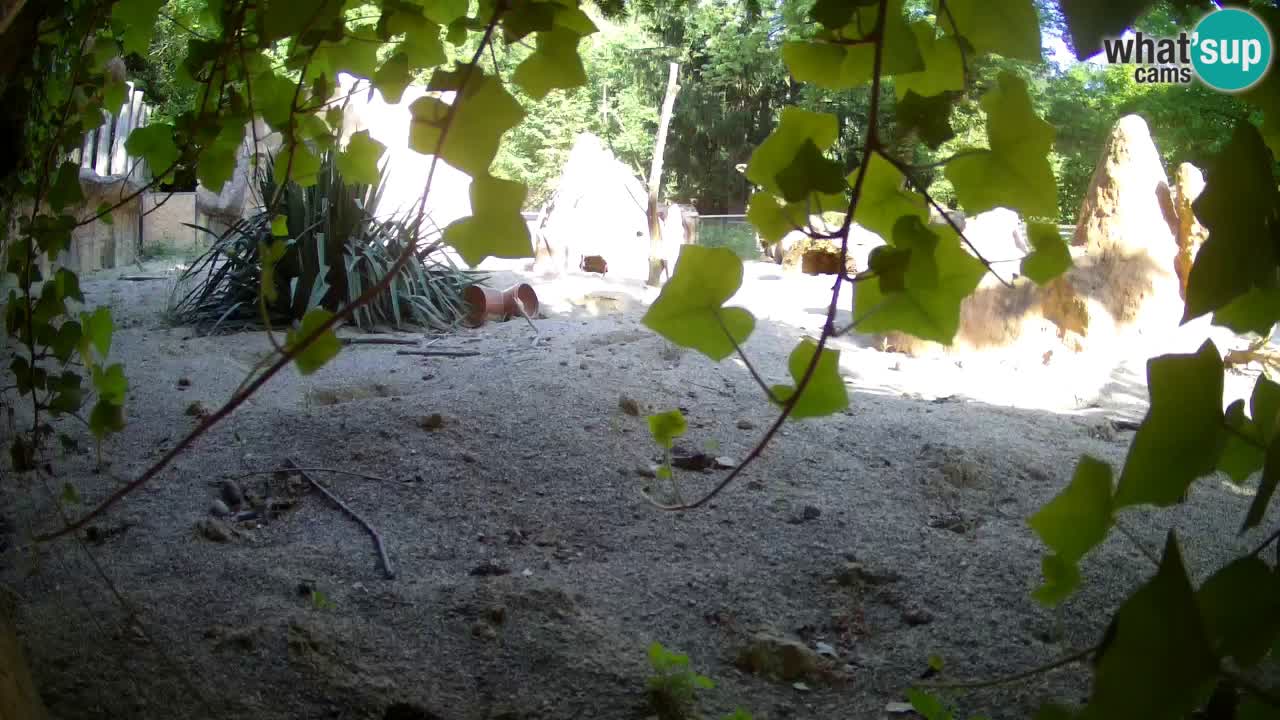 Webcam live Zoo Ljubljana – Suricata