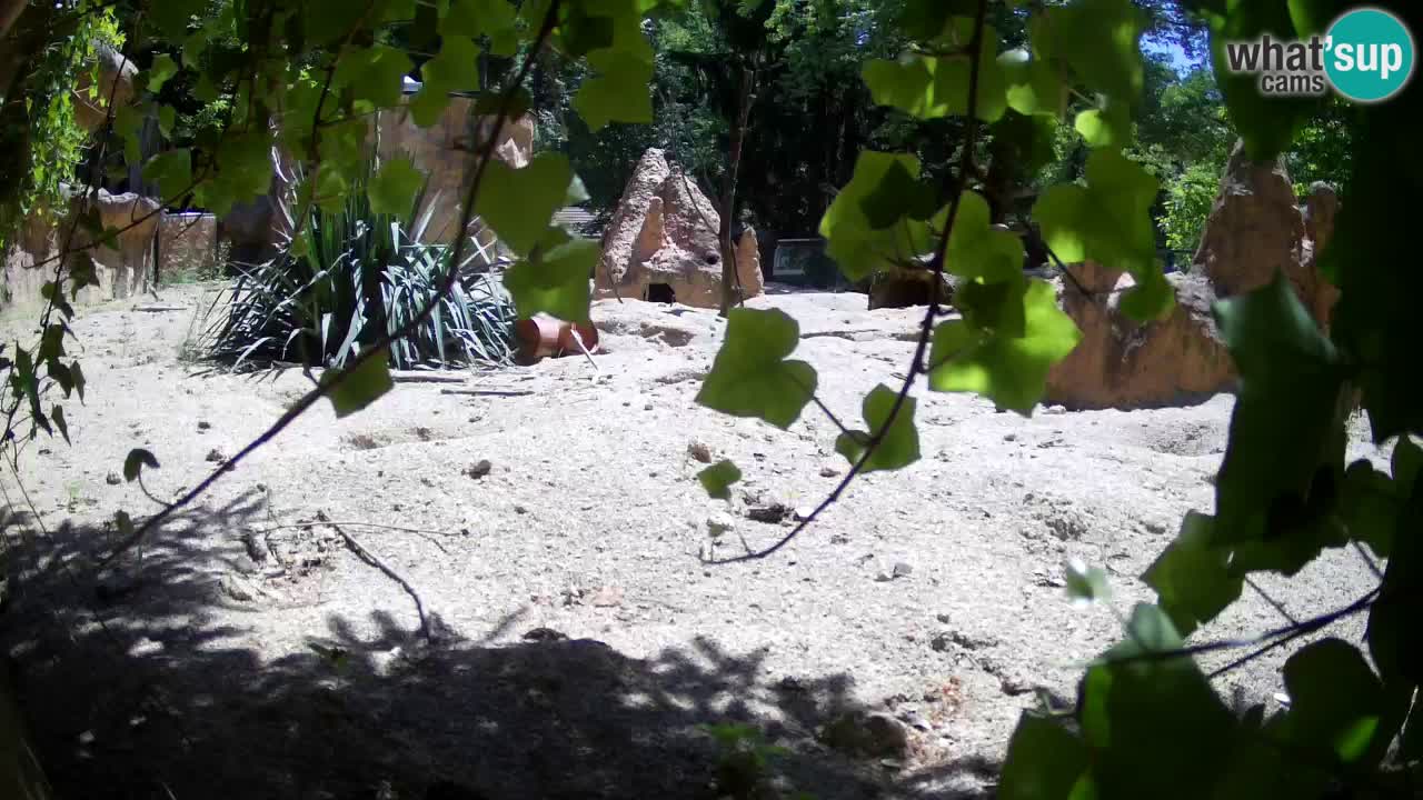 Zoo Ljubljana – Live webcam Meerkat (Suricata)