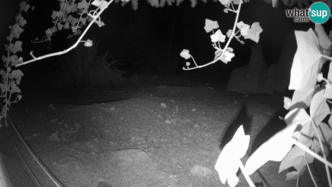 Live cam Zoo Ljubljana – Erdmännchen