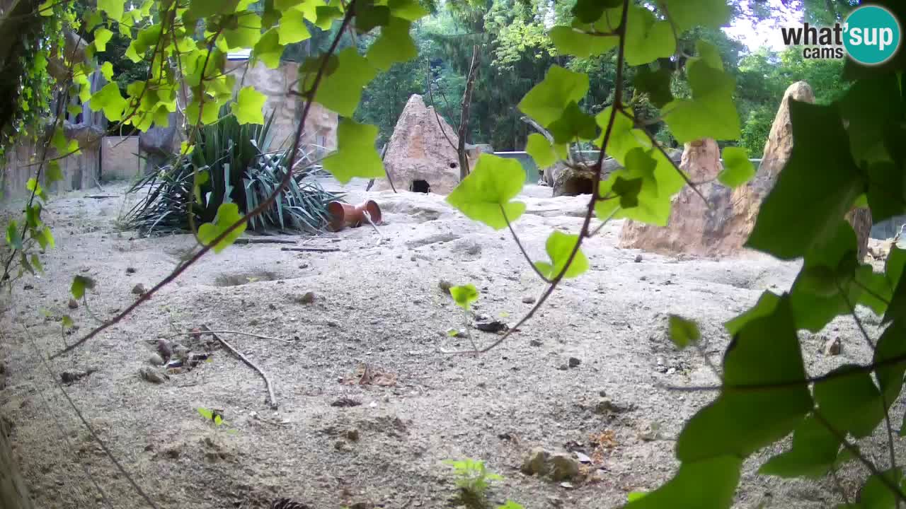 Web kamera Zoo Ljubljana – Merkat