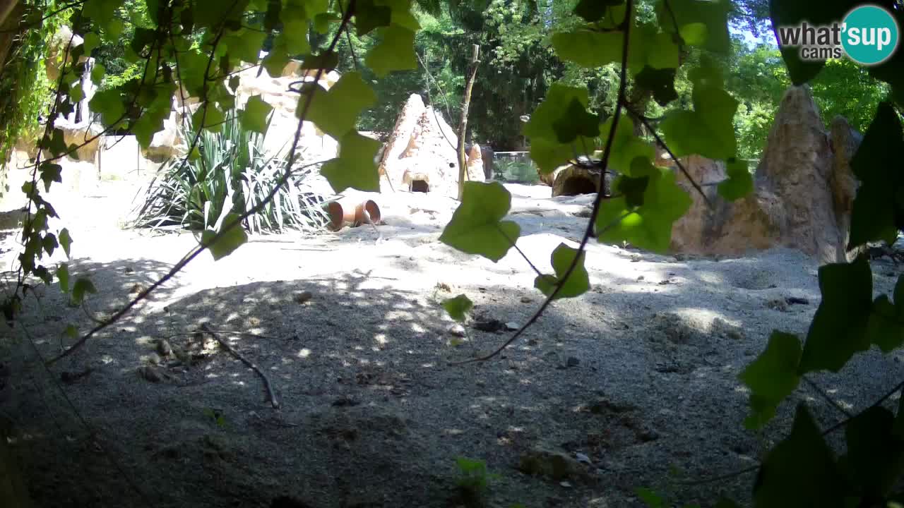 Webcam live Zoo Ljubljana – Suricata