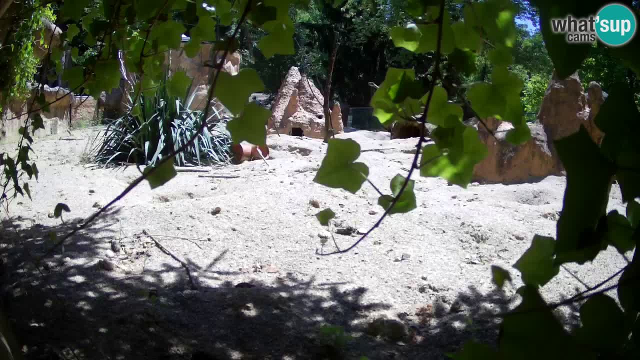 Webcam Zoo Ljubljana – Suricate
