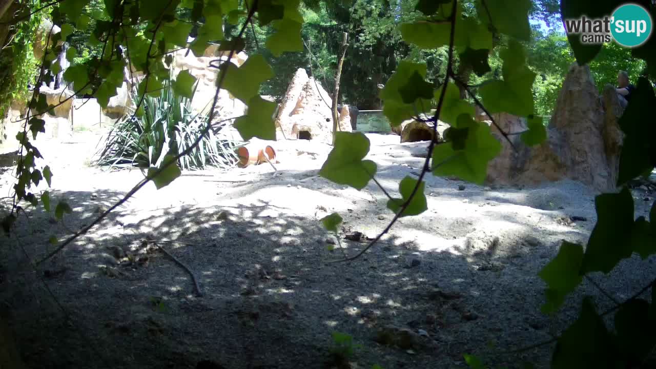 Zoo Ljubljana – Live webcam Meerkat (Suricata)