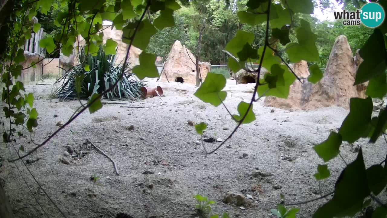 Webcam live Zoo Ljubljana – Suricata