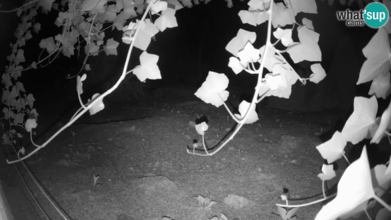 Zoo Ljubljana – Live webcam Meerkat (Suricata)