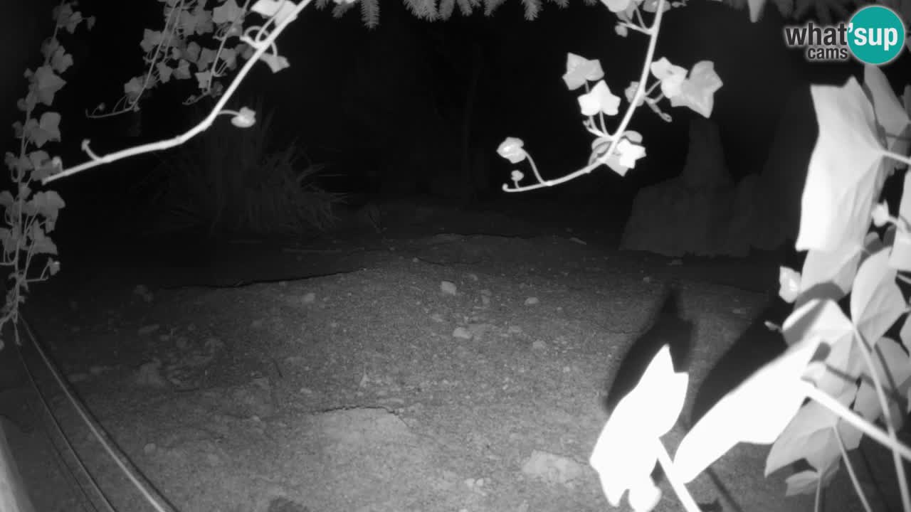Zoo Ljubljana – Live webcam Meerkat (Suricata)
