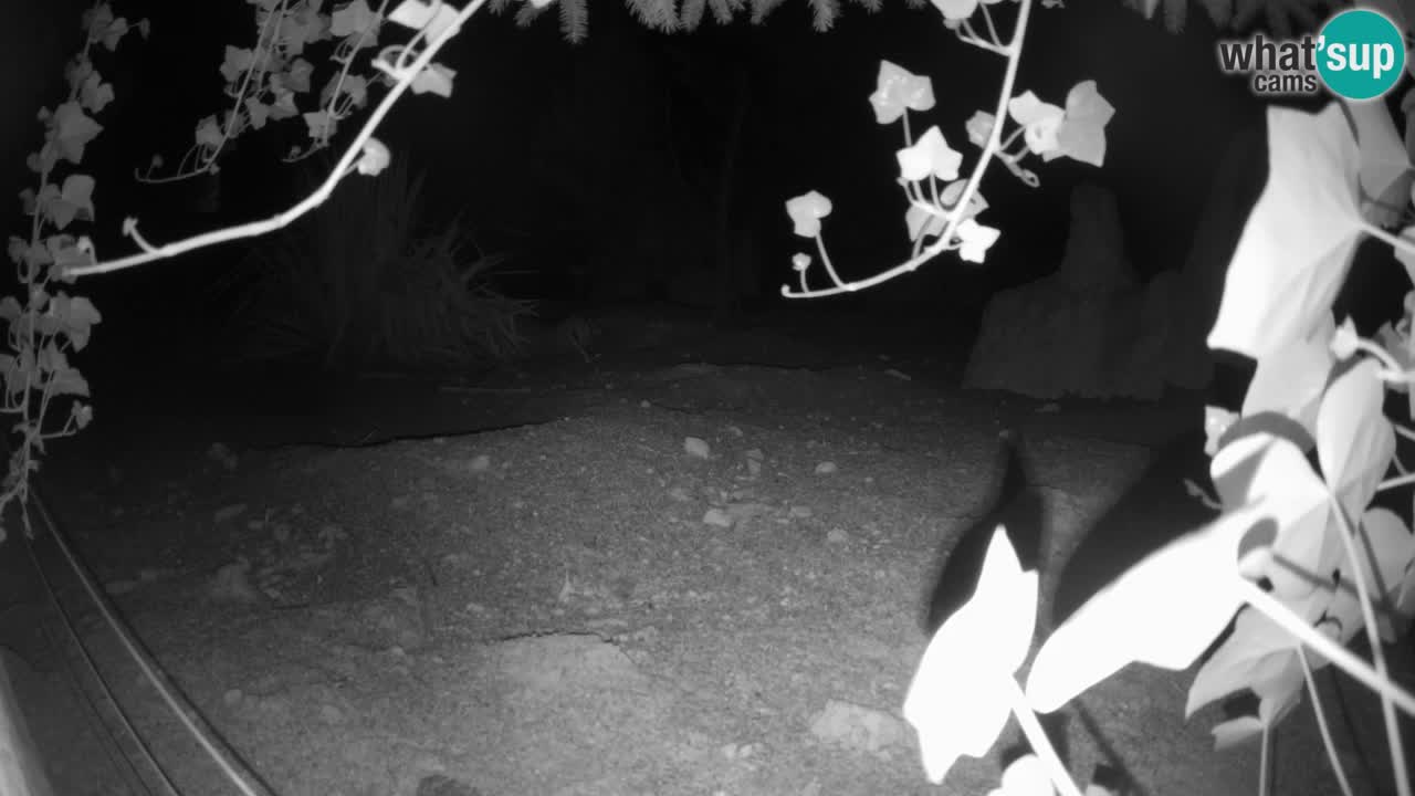 Webcam Zoo Ljubljana – Suricate