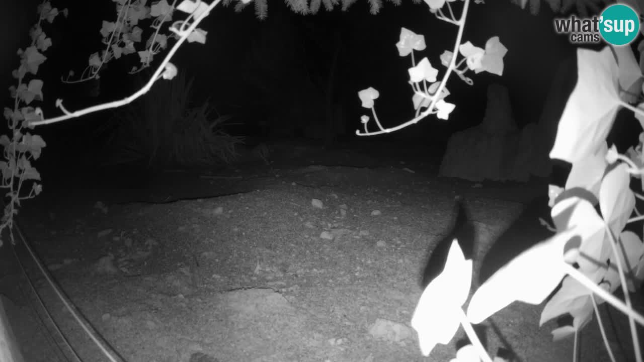 Webcam live Zoo Ljubljana – Suricata