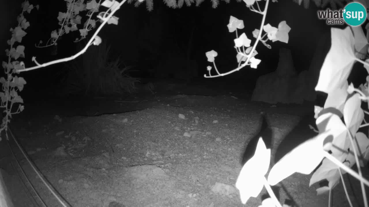 Zoo Ljubljana – Live webcam Meerkat (Suricata)